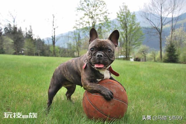 世界上十大最萌的狗排名(十大最萌的小型犬品种图片)-图片2
