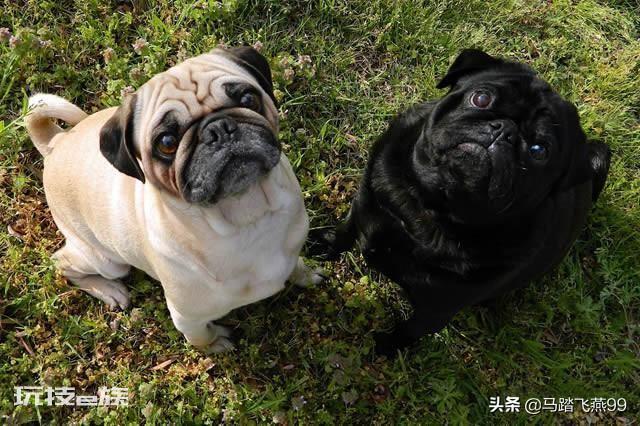 世界上十大最萌的狗排名(十大最萌的小型犬品种图片)-图片3