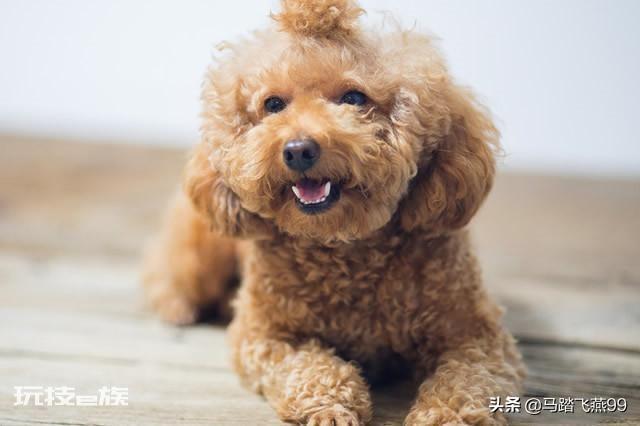 世界上十大最萌的狗排名(十大最萌的小型犬品种图片)-图片4