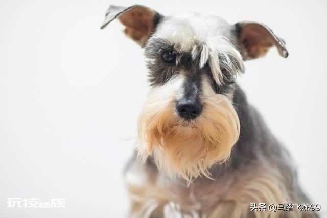世界上十大最萌的狗排名(十大最萌的小型犬品种图片)-图片5