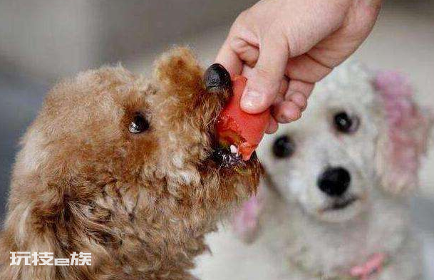 泰迪和比熊哪个好养(对比哪种宠物狗听话不扰民)-图片7