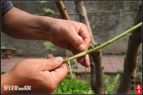 桃树怎么嫁接成活率高窍门(桃树嫁接易成活的教程)-图片1