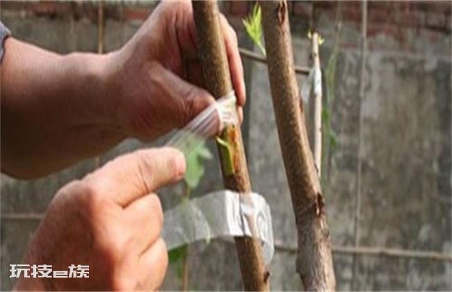 桃树怎么嫁接成活率高窍门(桃树嫁接易成活的教程)-图片2
