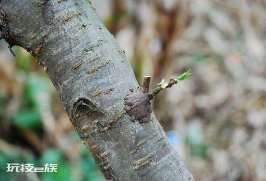 桃树怎么嫁接成活率高窍门(桃树嫁接易成活的教程)-图片4