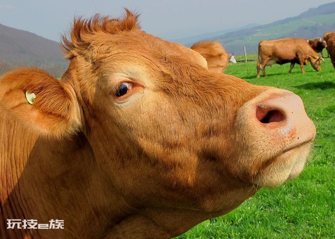 黄牛养殖利润与成本(养十头黄牛一年利润有多少钱)-图片3