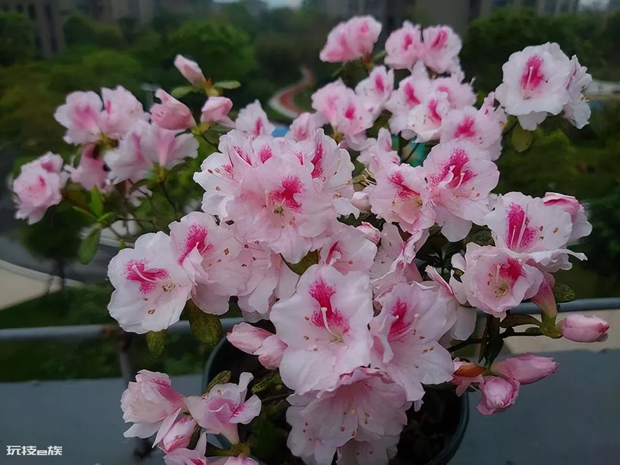 钻石玫瑰月季优缺点介绍(月季钻石玫瑰好养活吗)-图片10
