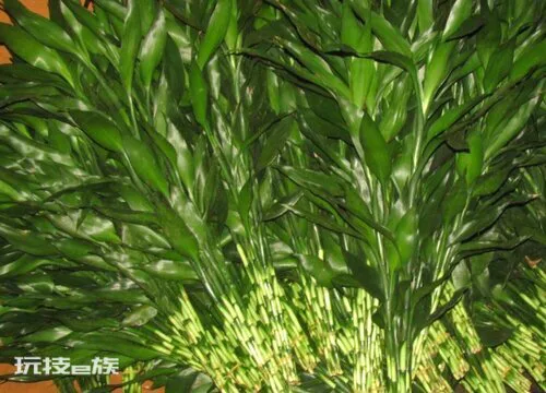转运竹杆发黄了怎么办(水培转运竹杆子变黄了应该怎么挽救)-图片1