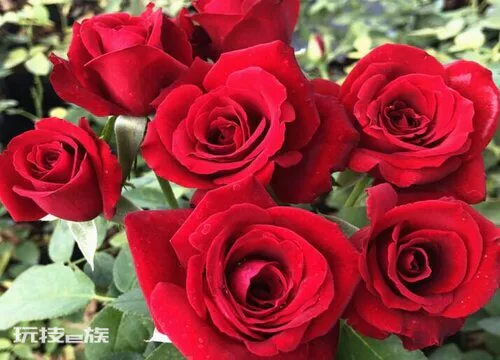 花店买的玫瑰一般能放几天(花店买来鲜花怎样可以保持新鲜)-图片1
