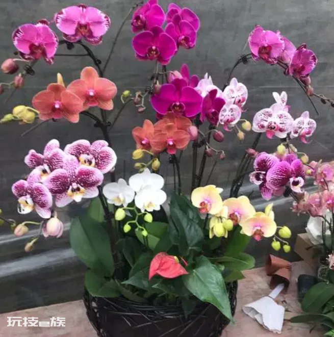 送蝴蝶兰代表什么意思(蝴蝶兰的美好寓意及象征含义)-图片5