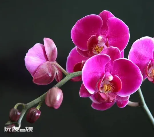 送蝴蝶兰代表什么意思(蝴蝶兰的美好寓意及象征含义)-图片2
