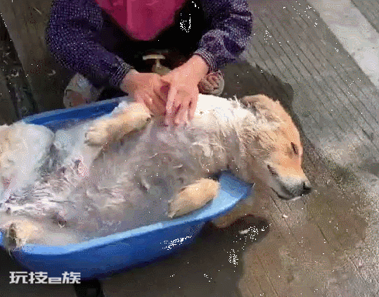 狗狗可以吃葡萄吗(小型犬吃了新鲜葡萄会怎么样)-图片6
