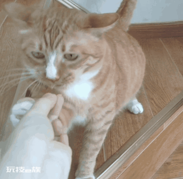三岁的猫相当于人几岁(宠物猫咪最新年龄对照表)-图片6