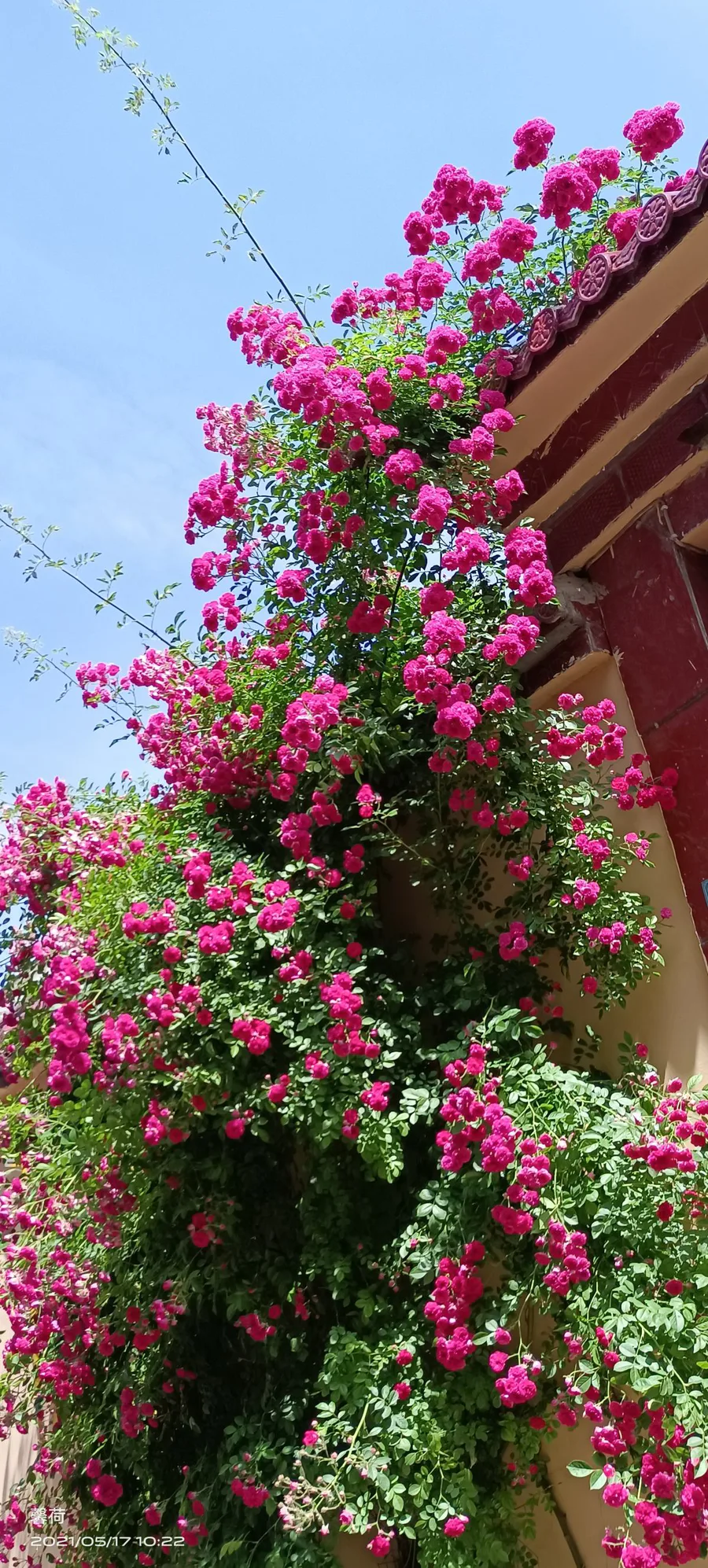 蔷薇花怎样扦插成活率高(蔷薇花扦插繁殖生根快的技巧)-图片2
