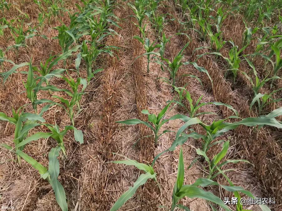 玉米专用除草剂种类推荐(玉米地用什么除草剂配方效果好)-图片4