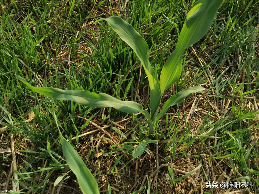 玉米专用除草剂种类推荐(玉米地用什么除草剂配方效果好)-图片2