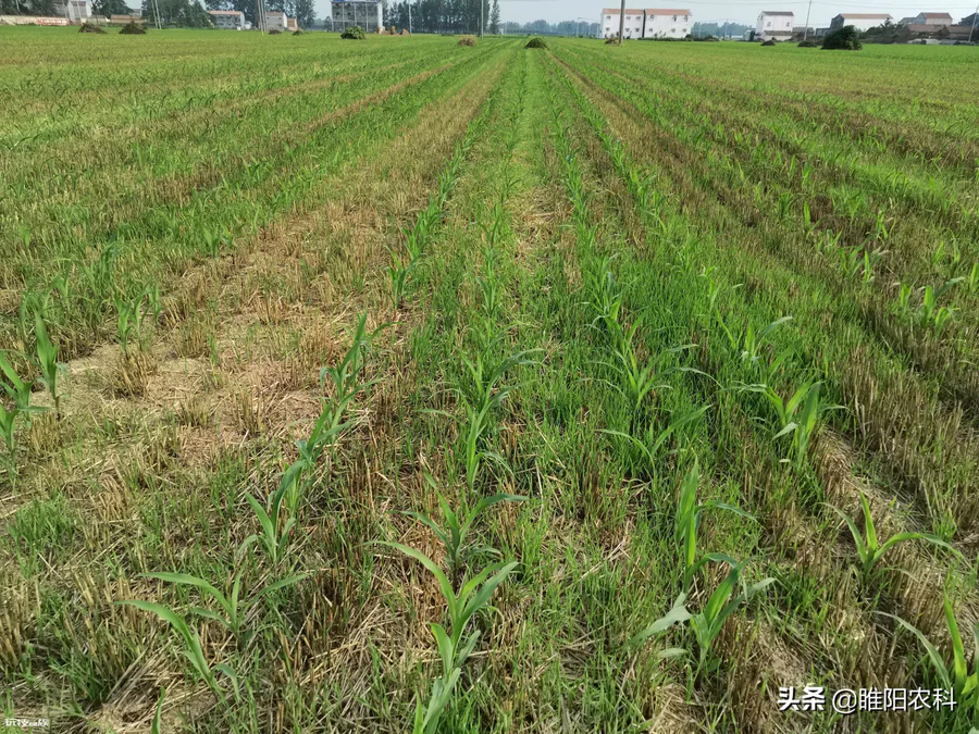 玉米专用除草剂种类推荐(玉米地用什么除草剂配方效果好)-图片1