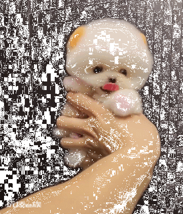 茶杯犬背后的残忍真相(可爱的背后是生不如死)-图片7