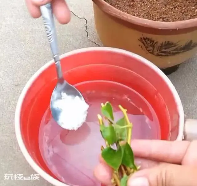 玫瑰花保存长久的方法(花店买的玫瑰保鲜时间长的4个技巧)-图片3