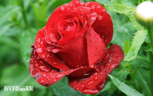 玫瑰花保存长久的方法(花店买的玫瑰保鲜时间长的4个技巧)-图片8