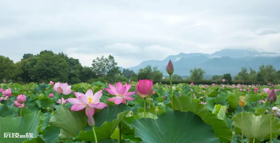 芙蓉花是荷花吗(介绍莲花、荷花与芙蓉是同一种花)-图片1