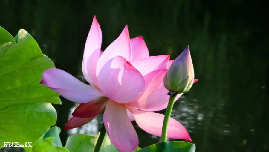 芙蓉花是荷花吗(介绍莲花、荷花与芙蓉是同一种花)-图片2