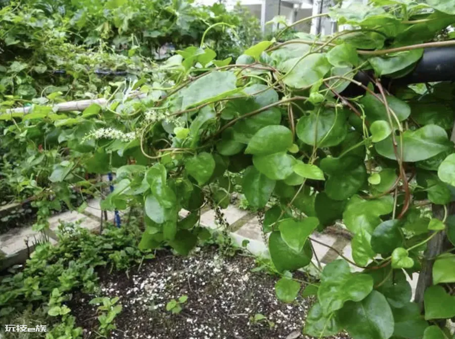 云南白药植物长什么样子图片(藤三七种类及图片)-图片1
