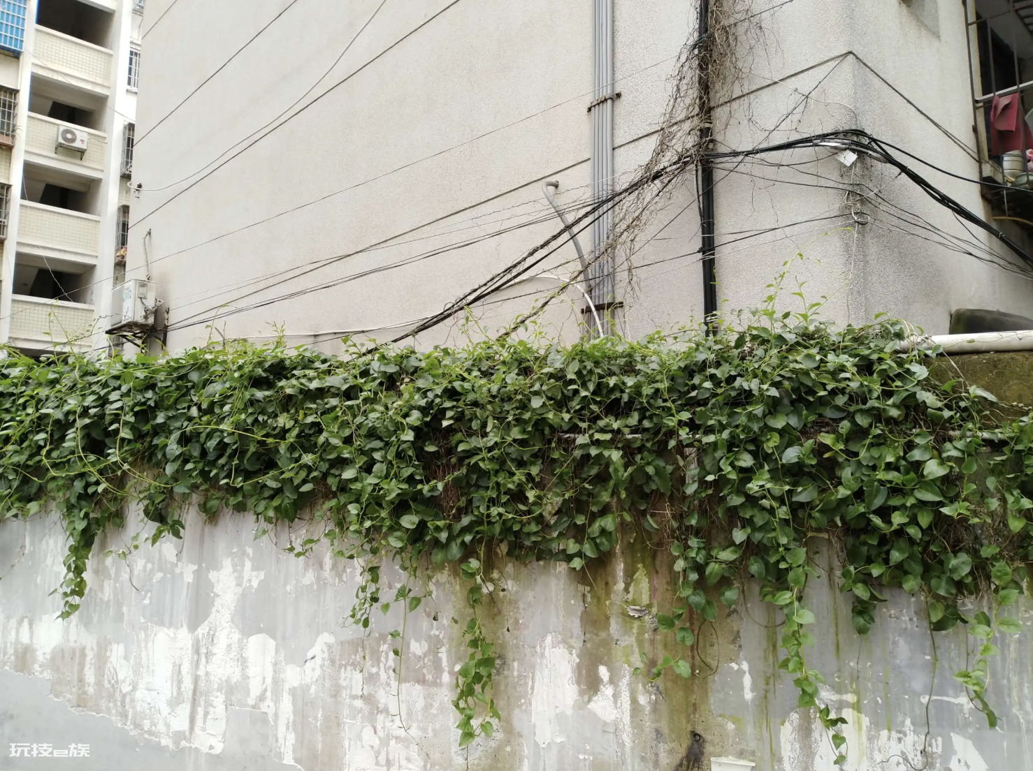 云南白药植物长什么样子图片(藤三七种类及图片)-图片2