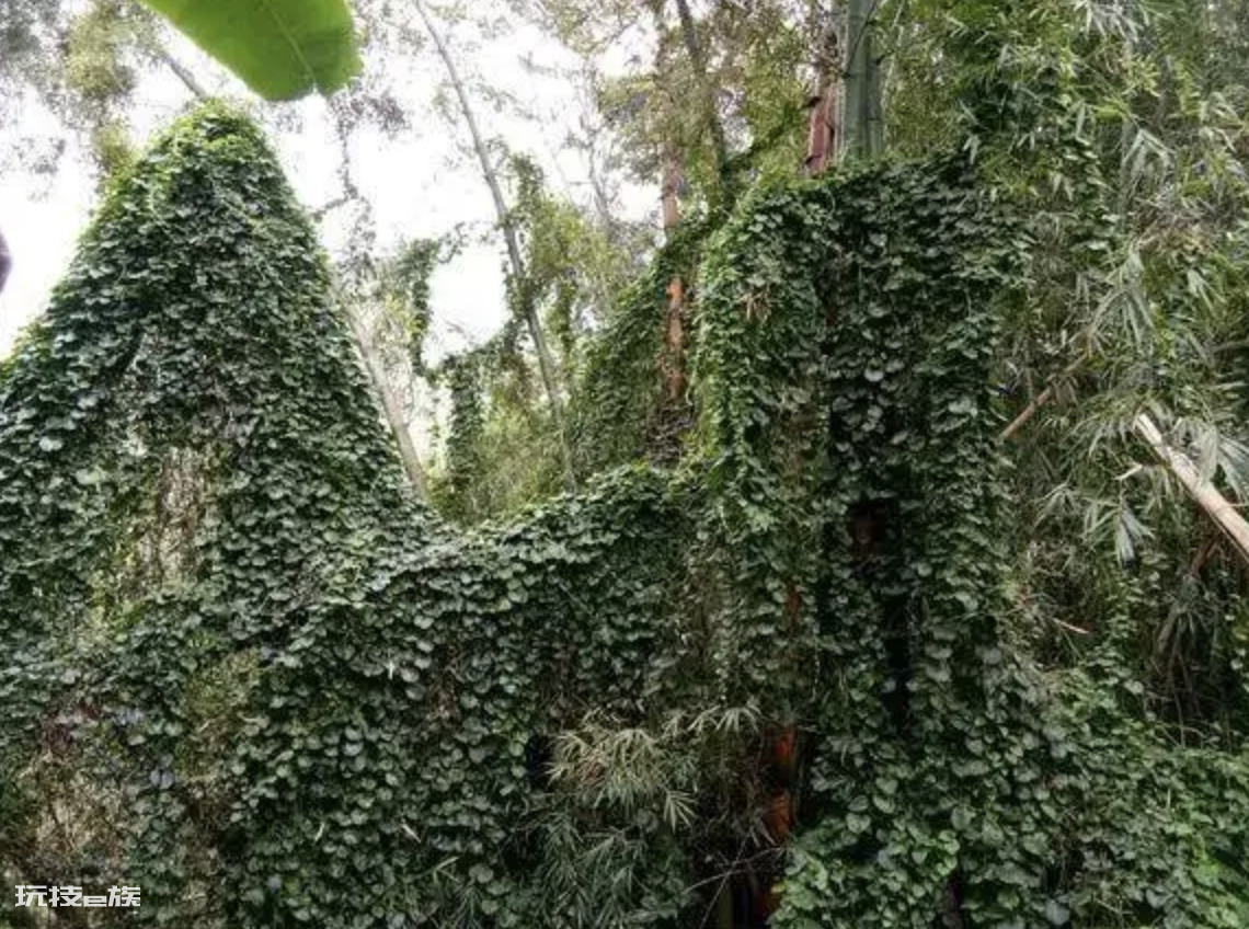 云南白药植物长什么样子图片(藤三七种类及图片)-图片3