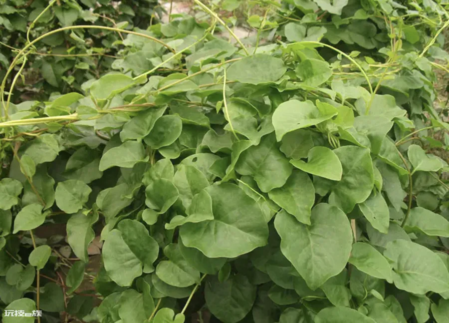 云南白药植物长什么样子图片(藤三七种类及图片)-图片4