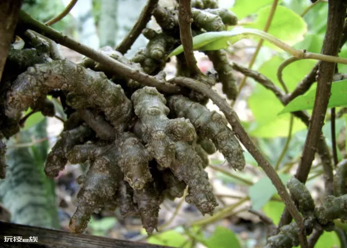 云南白药植物长什么样子图片(藤三七种类及图片)-图片5