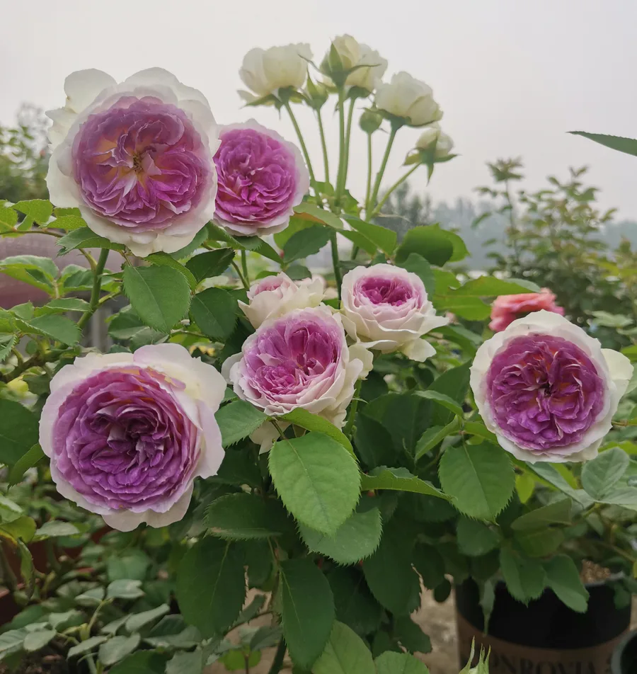 蓝月石月季的优缺点介绍(很值得入手的月季花品种)-图片2