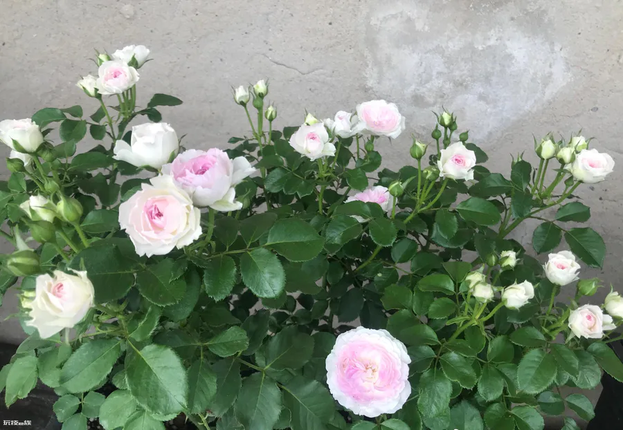 蓝月石月季的优缺点介绍(很值得入手的月季花品种)-图片7