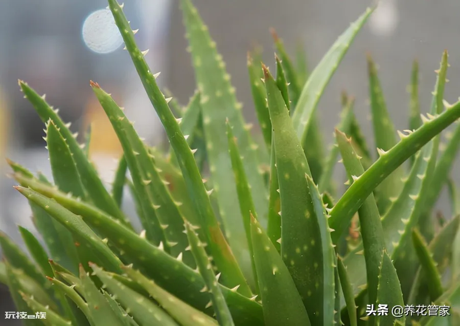 芦荟放什么肥料又肥又壮(芦荟要施什么肥见效快长得旺)-图片3