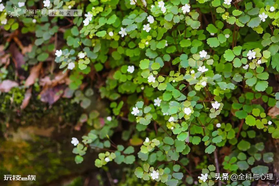 西安夏天适合去哪里玩(西安夏季值得一去游玩的景区推荐)-图片13