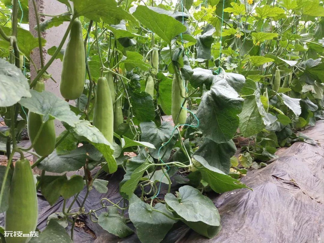 羊角蜜几月份种植最好(羊角蜜栽种时间与管理方法)-图片1