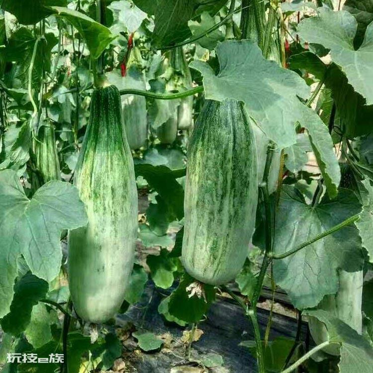 羊角蜜几月份种植最好(羊角蜜栽种时间与管理方法)-图片2