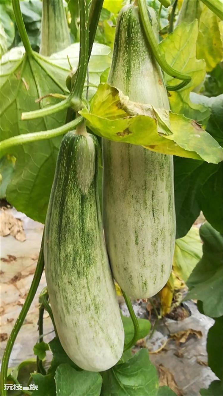 羊角蜜几月份种植最好(羊角蜜栽种时间与管理方法)-图片3
