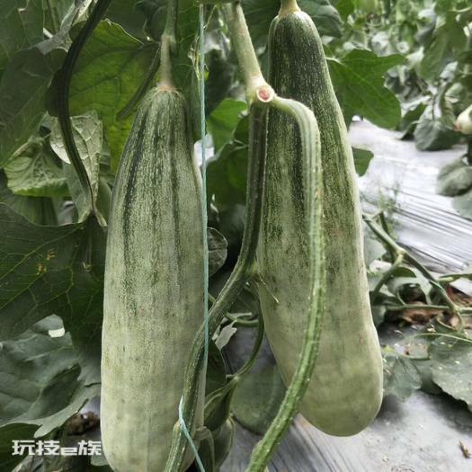 羊角蜜几月份种植最好(羊角蜜栽种时间与管理方法)-图片4