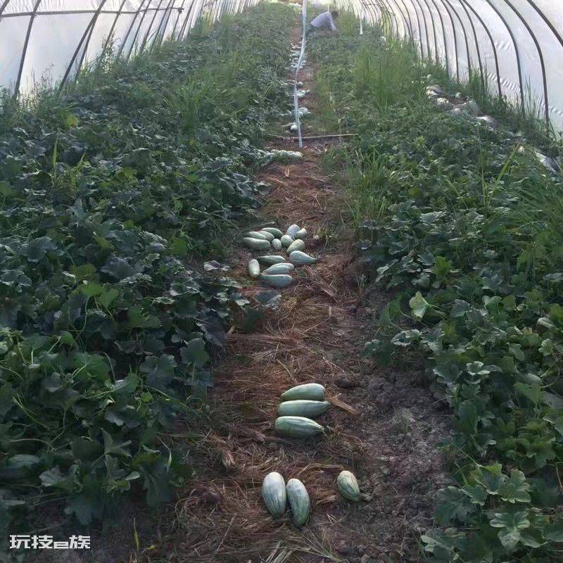 羊角蜜几月份种植最好(羊角蜜栽种时间与管理方法)-图片5