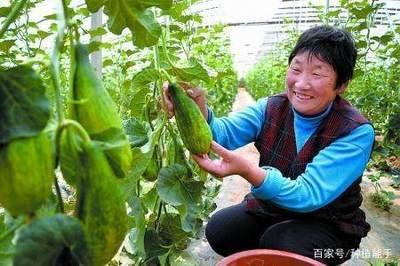 羊角蜜几月份种植最好(羊角蜜栽种时间与管理方法)-图片7