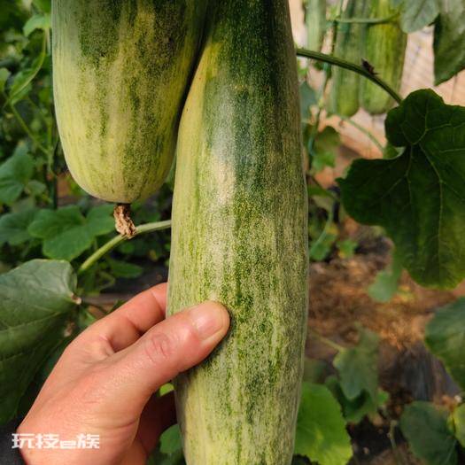 羊角蜜几月份种植最好(羊角蜜栽种时间与管理方法)-图片9