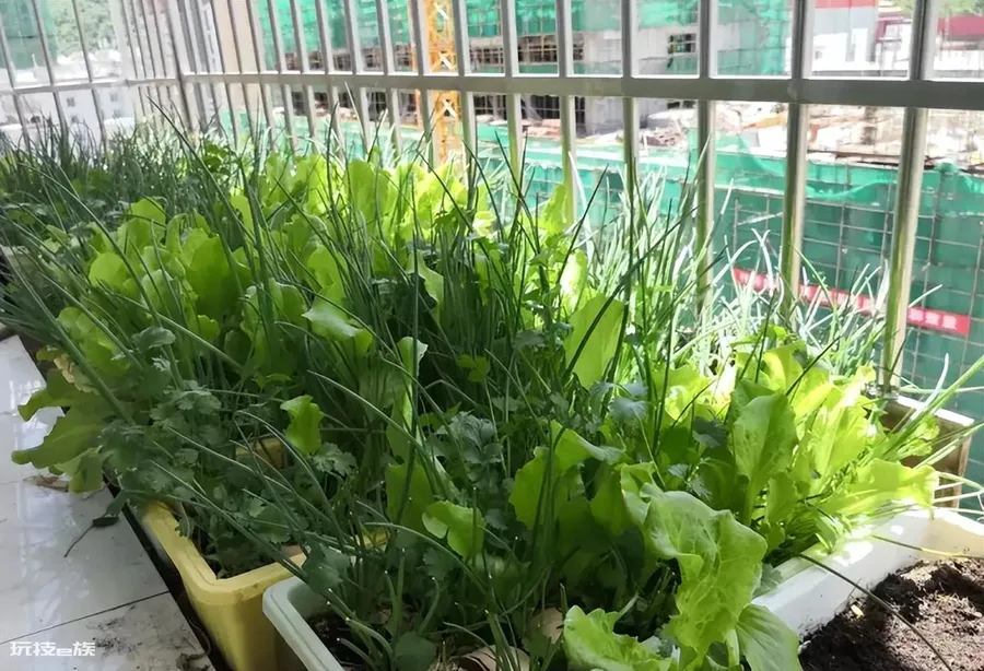 买回来的营养土可以直接种菜吗(通用营养土能种菜吗)-图片6