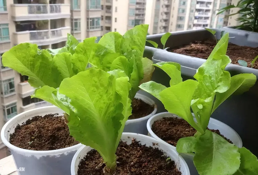 买回来的营养土可以直接种菜吗(通用营养土能种菜吗)-图片7