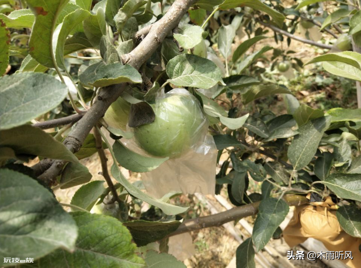 叶面喷施硼肥的最佳时间(硼肥什么时候用效果最好)-图片1