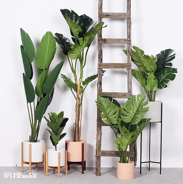 室内植物盆景十大排名(适合干燥的室内养殖的盆栽绿植)-图片1