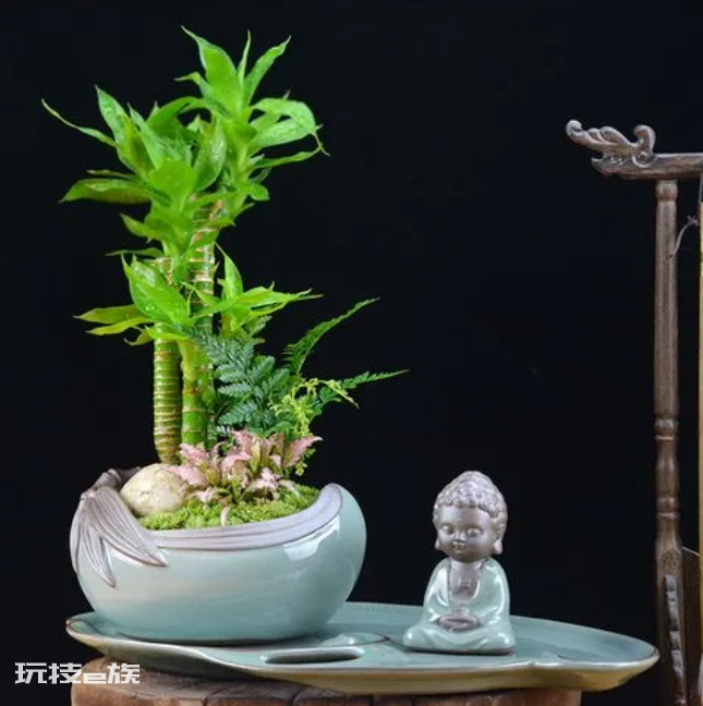 室内植物盆景十大排名(适合干燥的室内养殖的盆栽绿植)-图片3