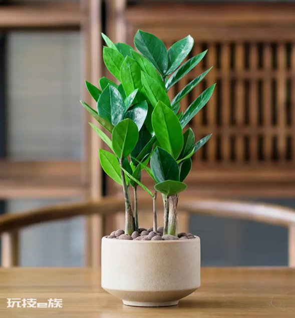 室内植物盆景十大排名(适合干燥的室内养殖的盆栽绿植)-图片4