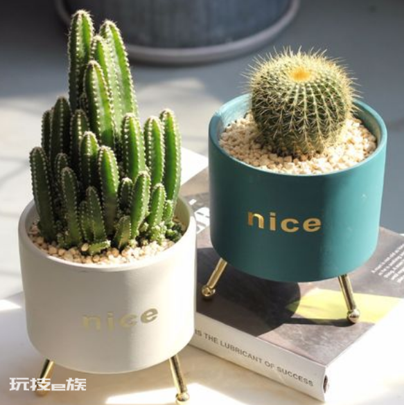 室内植物盆景十大排名(适合干燥的室内养殖的盆栽绿植)-图片7