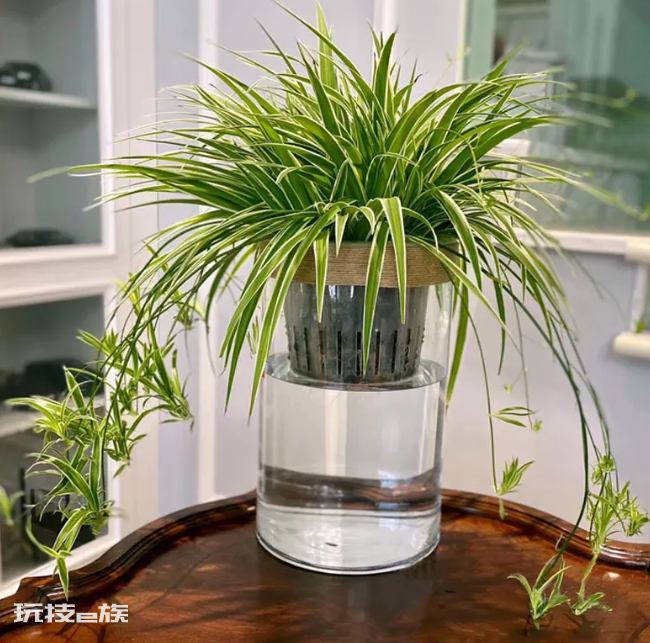 室内植物盆景十大排名(适合干燥的室内养殖的盆栽绿植)-图片9