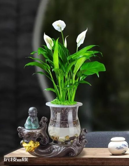 室内植物盆景十大排名(适合干燥的室内养殖的盆栽绿植)-图片11
